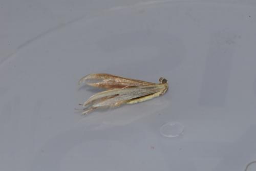 Réf. 229 621 : Hellinsia osteodactylus
